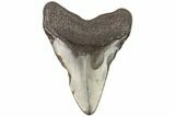 Bargain, Megalodon Tooth - North Carolina #76315-1